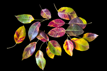 Autumn pattern of multicolored mosaic with leaves of a pear treeÂ  on the black backgroundの写真素材