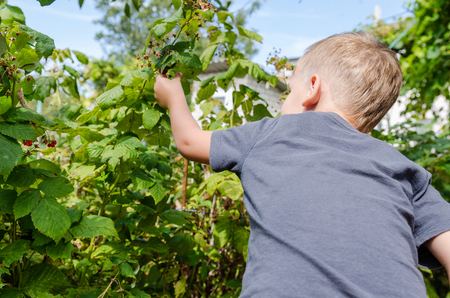 A little boy tears off a ripe raspberries on a bush in the garden in the village.の写真素材