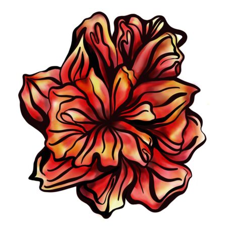 hand drawn watercolor illustration of a red flower on a white backgroundの写真素材