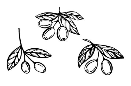 A hand-drawn set of branches with olives isolated on a white background. Vector illustration in Doodle styleのイラスト素材