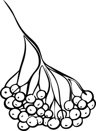 a hand-drawn Rowan cluster on a white background in the style of a Doodle. Rowan berries. Vector illustration.のイラスト素材