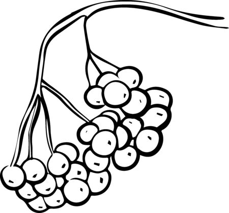 a hand-drawn Rowan cluster on a white background in the style of a Doodle. Rowan berries. Vector illustration.のイラスト素材