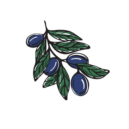 A hand-drawn branch with olives isolated on a white background. Vector illustration in Doodle styleのイラスト素材