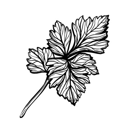 A sprig of parsley isolated on a white background. Parsley is a herb for a healthy diet. Spicy aromatic spice. Hand drawn vector illustrationのイラスト素材