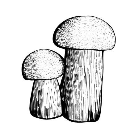 Boletus mushroom isolated on a white background. An edible sponge Mushroom with a stem and cap. Delicious autumn forest mushrooms. Vegan food. Hand drawn vector illustrationのイラスト素材