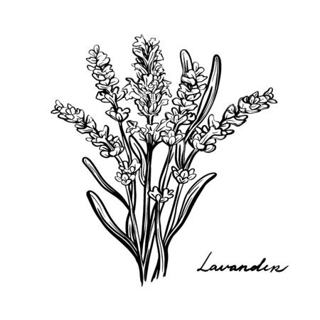 lavender flowers, Provence herbs. A sprig of lavender grass isolated on a white background. Hand drawn vector illustration. Mediterranean seasonings. Design for printing のイラスト素材