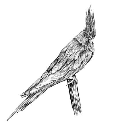 Corella parrot, bird isolated on white background.hand drawn vector illustrationのイラスト素材