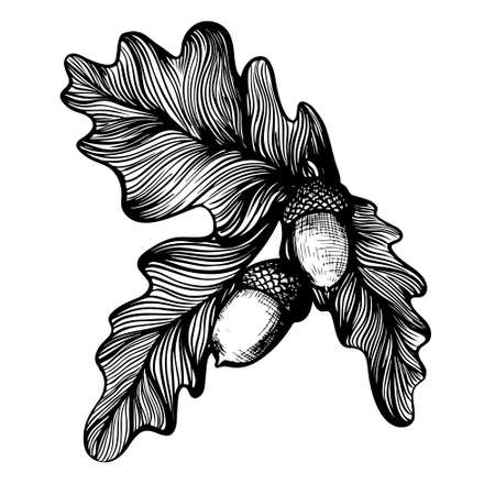 Oak twig with acorns hand drawn linear branch illustrationのイラスト素材