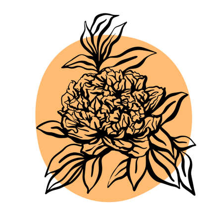 Peony flower hand drawn vector illustration. Minimalist modern illustration. Design of greeting cards, invitations, social networksのイラスト素材
