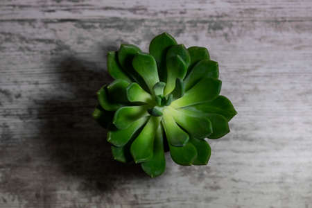 Succulent flower close-up on a wooden background. Potted plant for advertising design, blogging,...