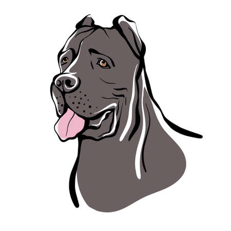 Cane Corso sketch. Portrait of a dog of the Cane Corso breed. Vector illustrationのイラスト素材