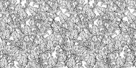 Arugula seamless pattern. Arugula leaves on a white background. Spicy and aromatic Italian seasoning. Hand-drawn vector illustrationの写真素材