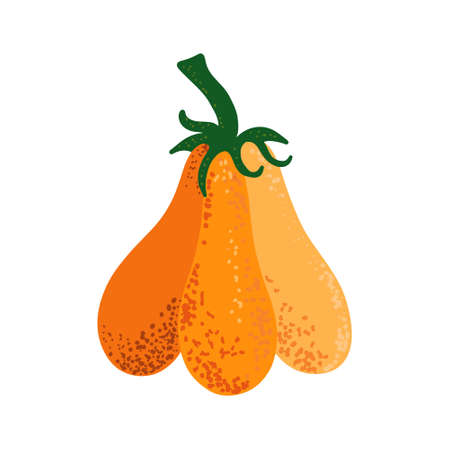 Pumpkin on a white background. Autumn harvest. Vector illustrationのイラスト素材