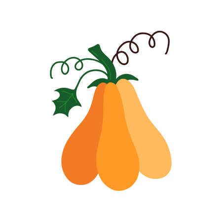 Pumpkin .Autumn harvest. Organic autumn vegetablesのイラスト素材