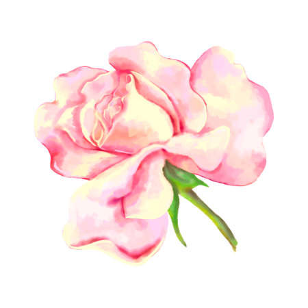 Pink rose on a white background. Watercolor vector illustrationのイラスト素材