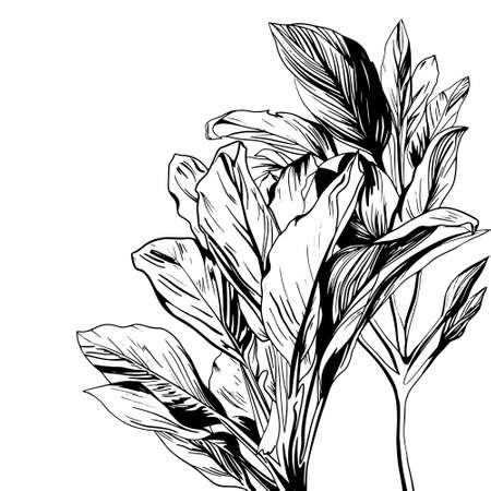 exotic and tropical banana leaf.のイラスト素材