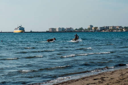 A rider on a horse running across the sea.の写真素材