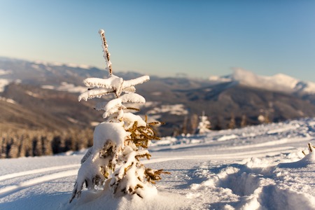 Snow-covered tree stands in the mountains