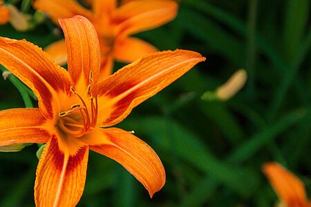 Blooming flower orange lily on green background. Close up. Shallow depth. Greeting card background....