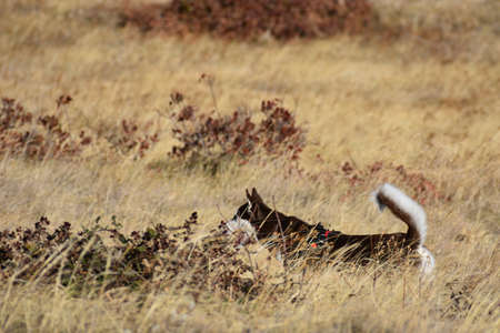 Brown husky with white tail walking in dry grass