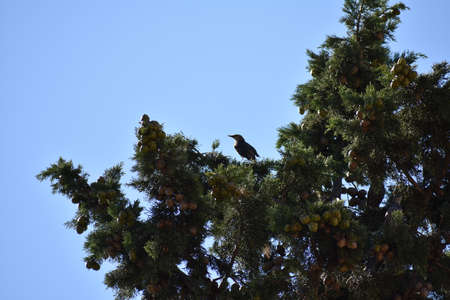 Starlings sit on cypress branchesの写真素材