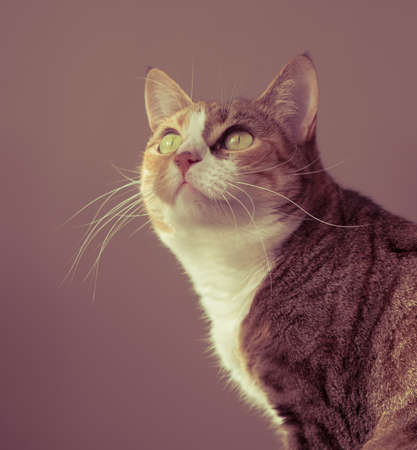 Portrait of a catの写真素材