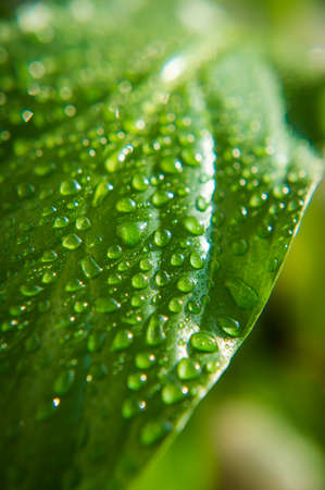 Beautiful green leaf with drops of waterの写真素材
