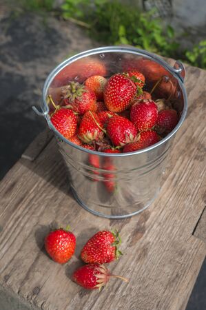 Strawberry in the metal bucketの写真素材
