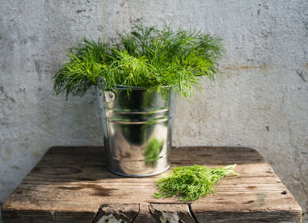 Dill in bucketの写真素材