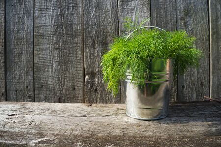 Dill in bucketの写真素材