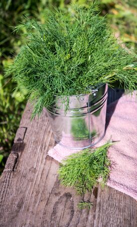 Dill in bucketの写真素材