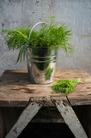 Dill in bucketの写真素材