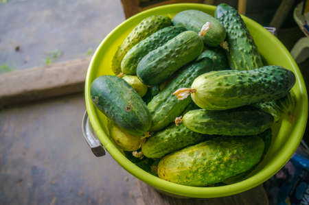 Bucket with a fresh cucumbers in the gardenの写真素材