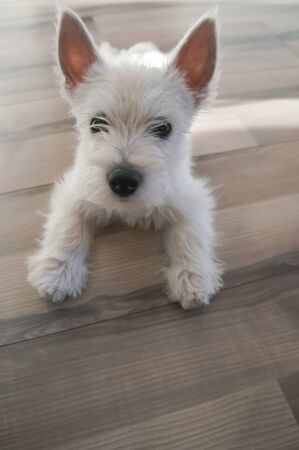 puppy west highland white terrierの写真素材