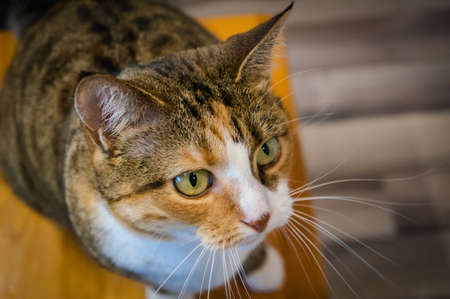 catの写真素材