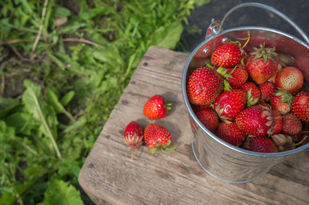 Strawberries in a bucketの写真素材