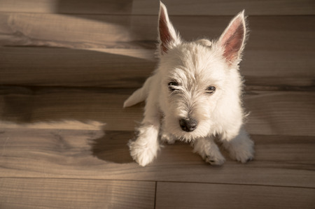 puppy west highland white terrierの写真素材
