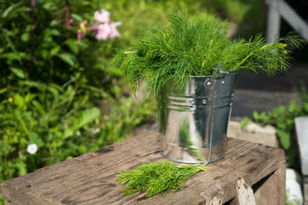 Dill in bucketの写真素材