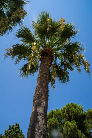 palm tree perspective view from floor high upの写真素材