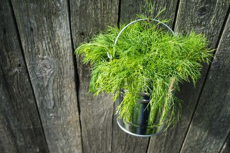 Dill in bucketの写真素材
