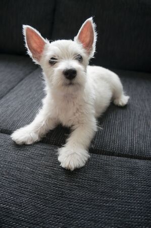 puppy west highland white terrierの写真素材