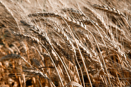 wheat field, rye field, wheat backgroundの写真素材