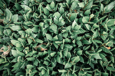 bay leaves, tropical leaves, abstract green leaves texture, nature background
