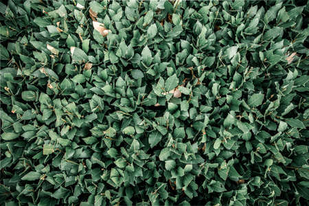 bay leaves, tropical leaves, abstract green leaves texture, nature backgroundの写真素材