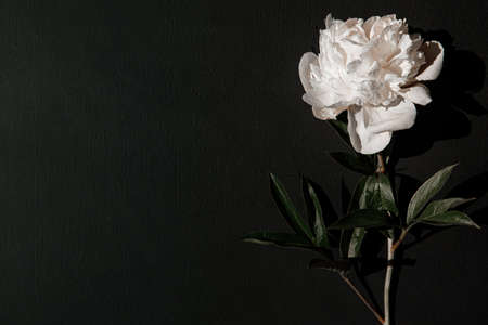 White peony flower on black background. Flat lay, top view.の写真素材