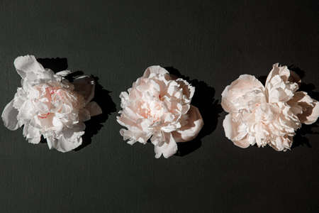 Three white peonies on black background. Flat lay, top view.
