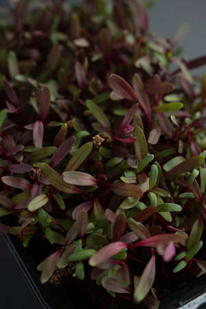 Microgreens, micro greens - swiss chard seedlings, seed germination at home, sprouted chard seeds on gray background. Vegan, vegetarian and eating healthy concept. close up.の写真素材