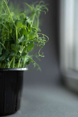 Fresh organic microgreens in a plastic container on a gray background.の写真素材