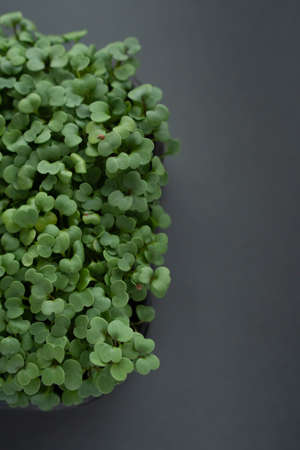 Fresh organic microgreens sprouts of mustard in a plastic container on a gray background. top view.の写真素材