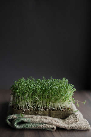Watercress microgreens on burlap. beautiful image of microgreens on a dark background.
